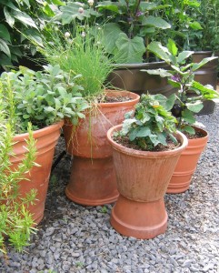 Terra Cotta Pots full of herbs and veggies